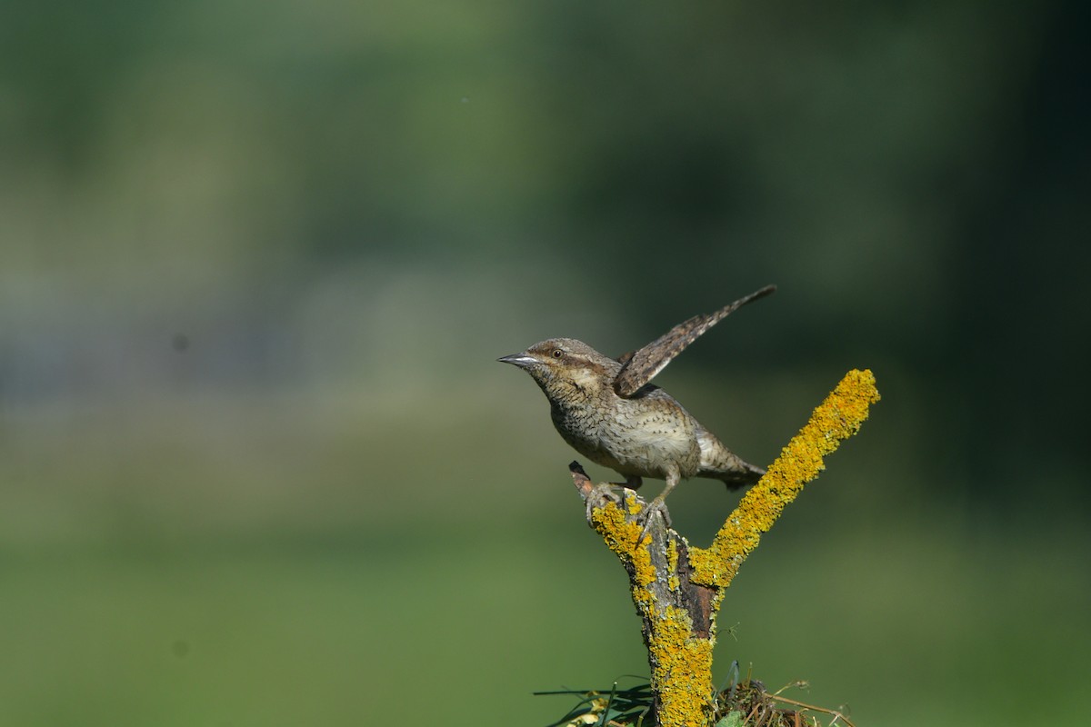Eurasian Wryneck - ML641541351