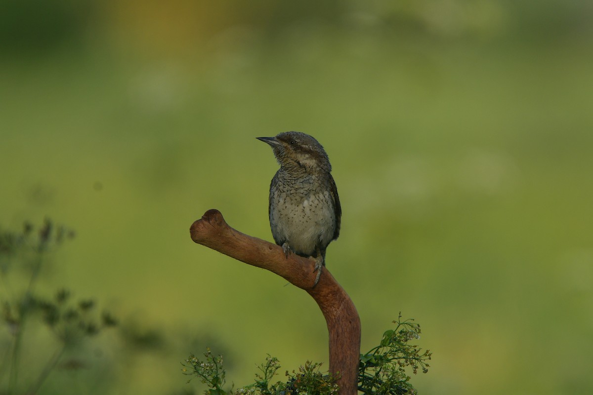 Eurasian Wryneck - ML641541352