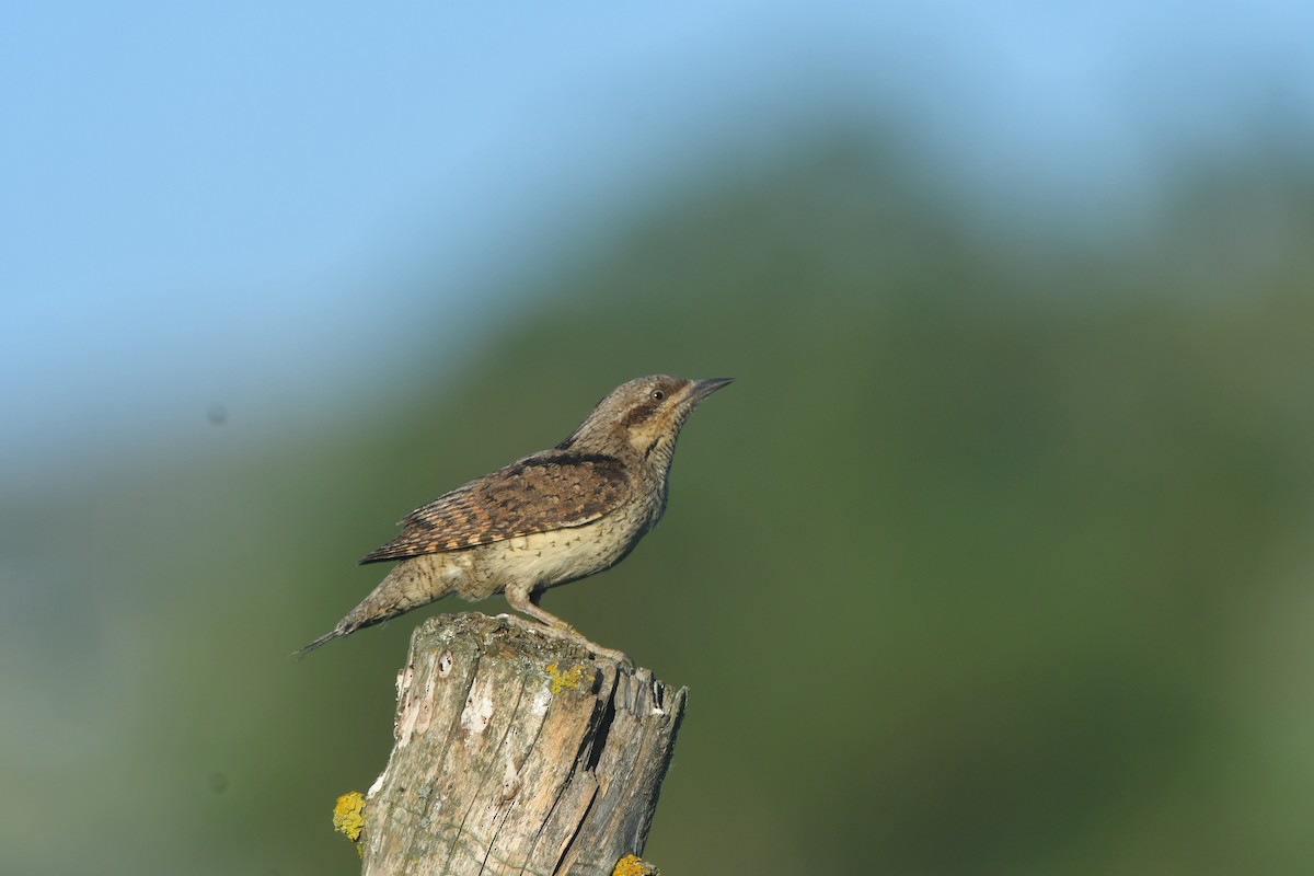 Eurasian Wryneck - ML641541353
