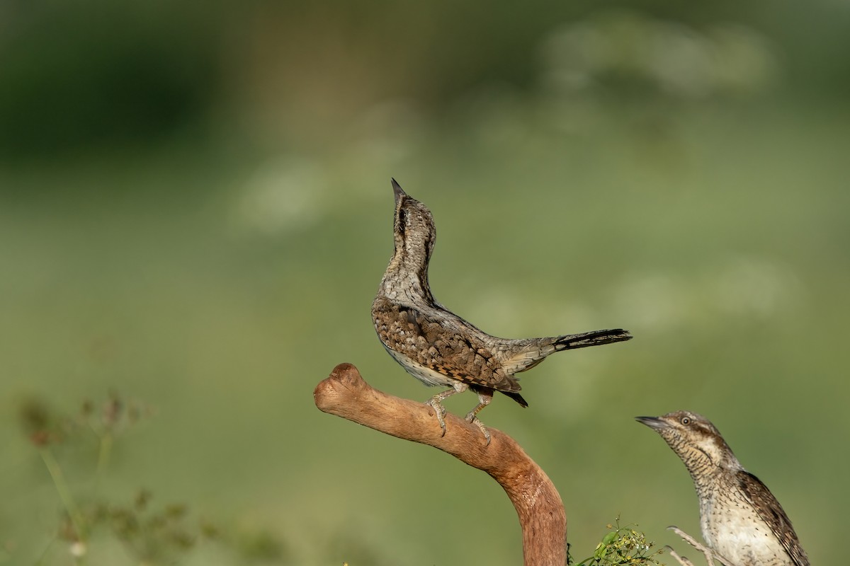 Eurasian Wryneck - ML641541354