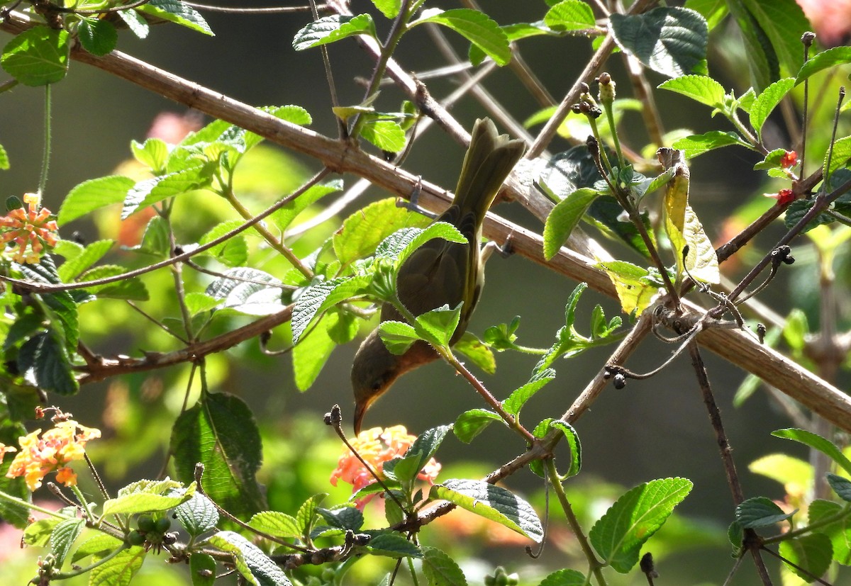 Brown Honeyeater - ML641541390