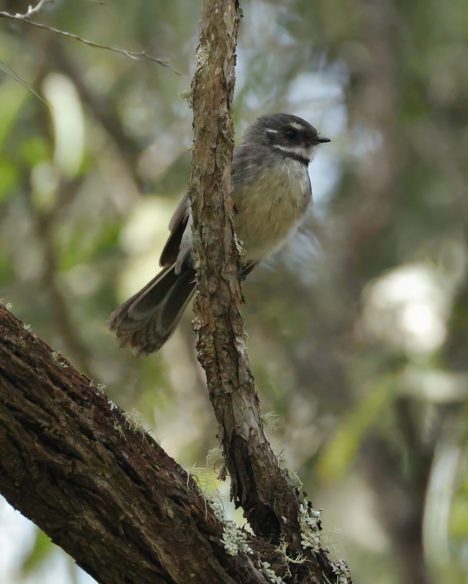 Gray Fantail - ML641541391