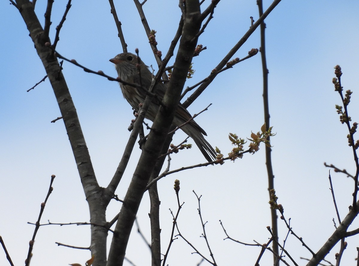 Rufous Whistler - ML641541404