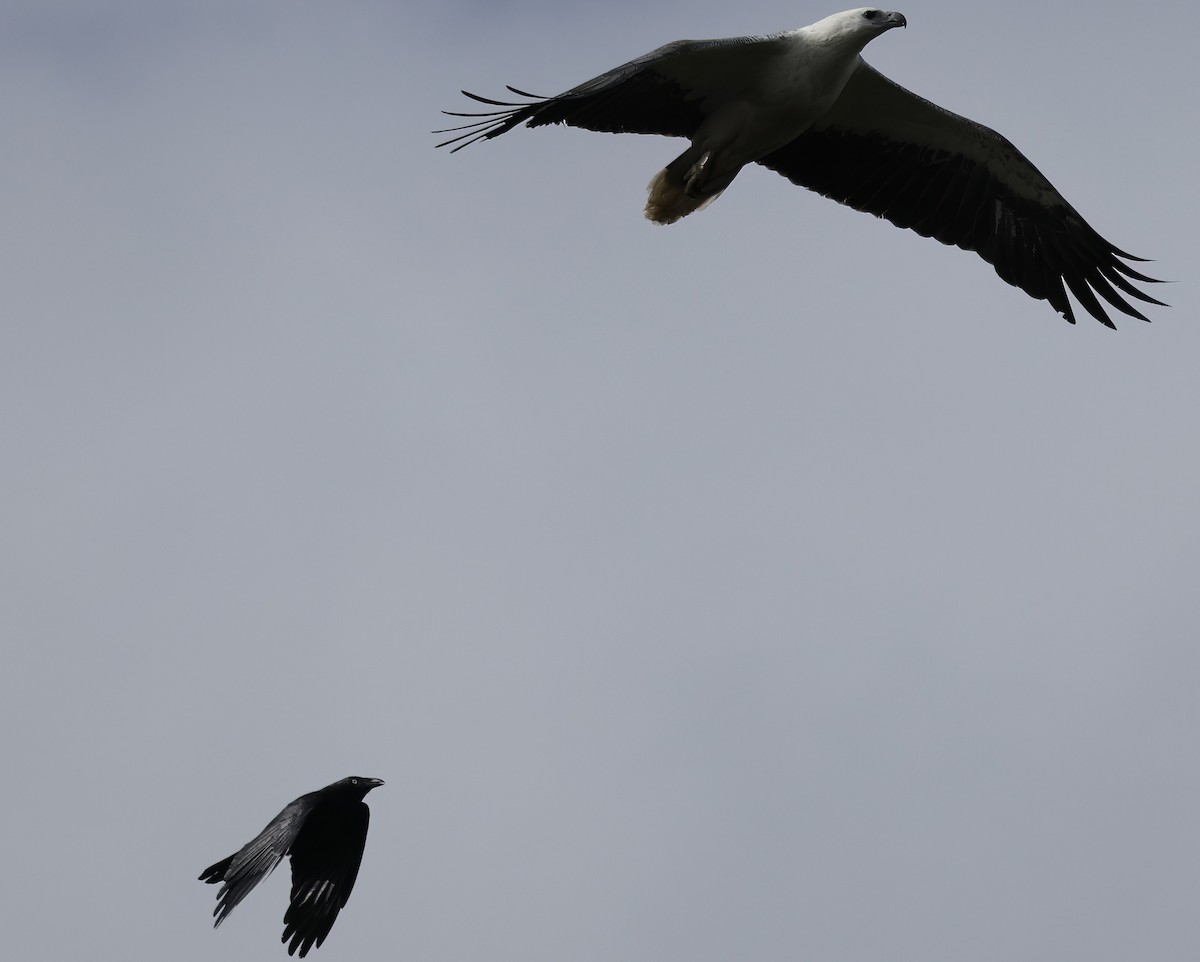 Australian Raven - ML641541411