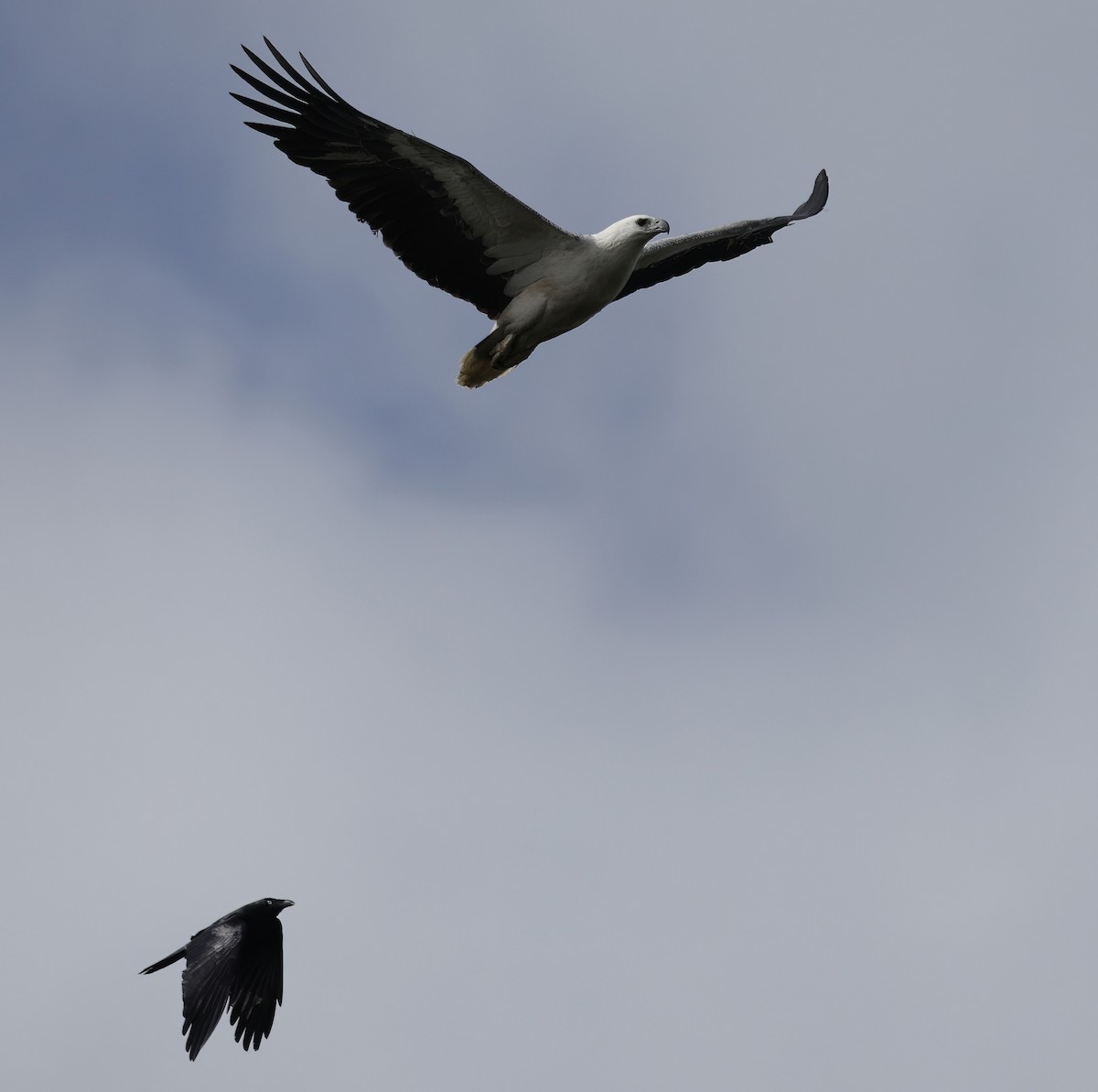 Australian Raven - ML641541412