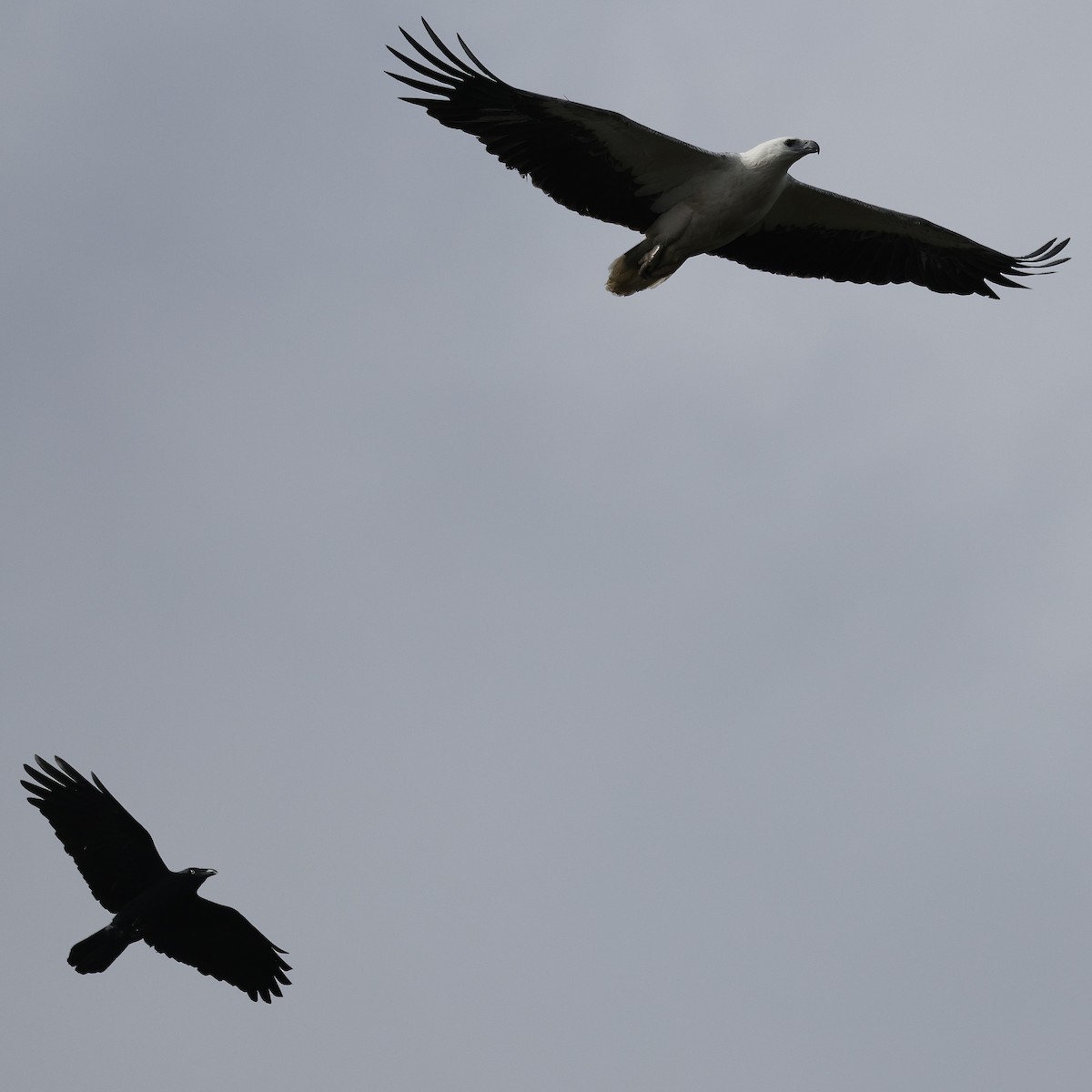 Australian Raven - ML641541413
