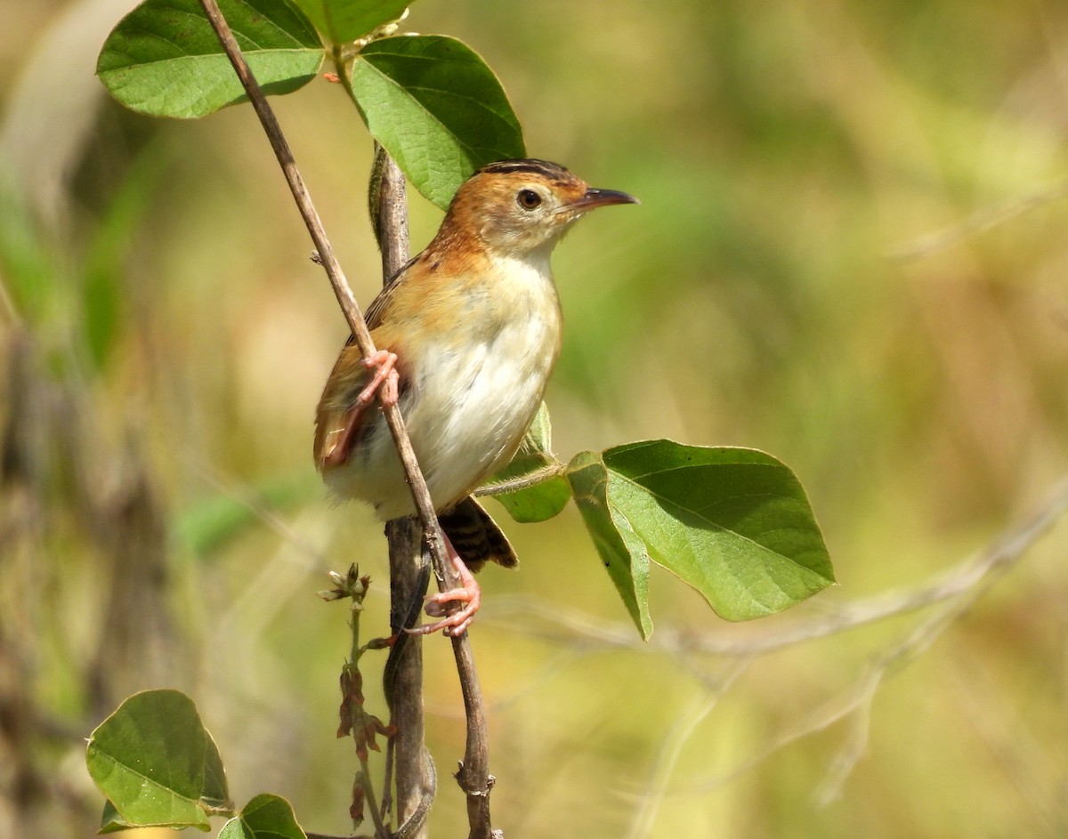 Golden-headed Cisticola - ML641541416
