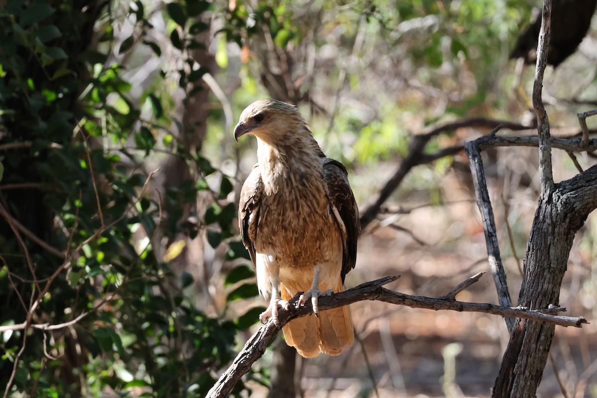 Whistling Kite - ML641541429