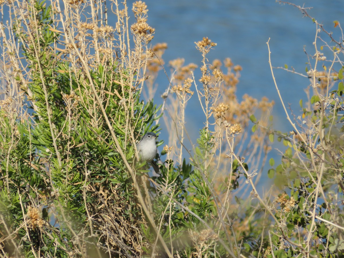 Blue-gray Gnatcatcher - ML641541434