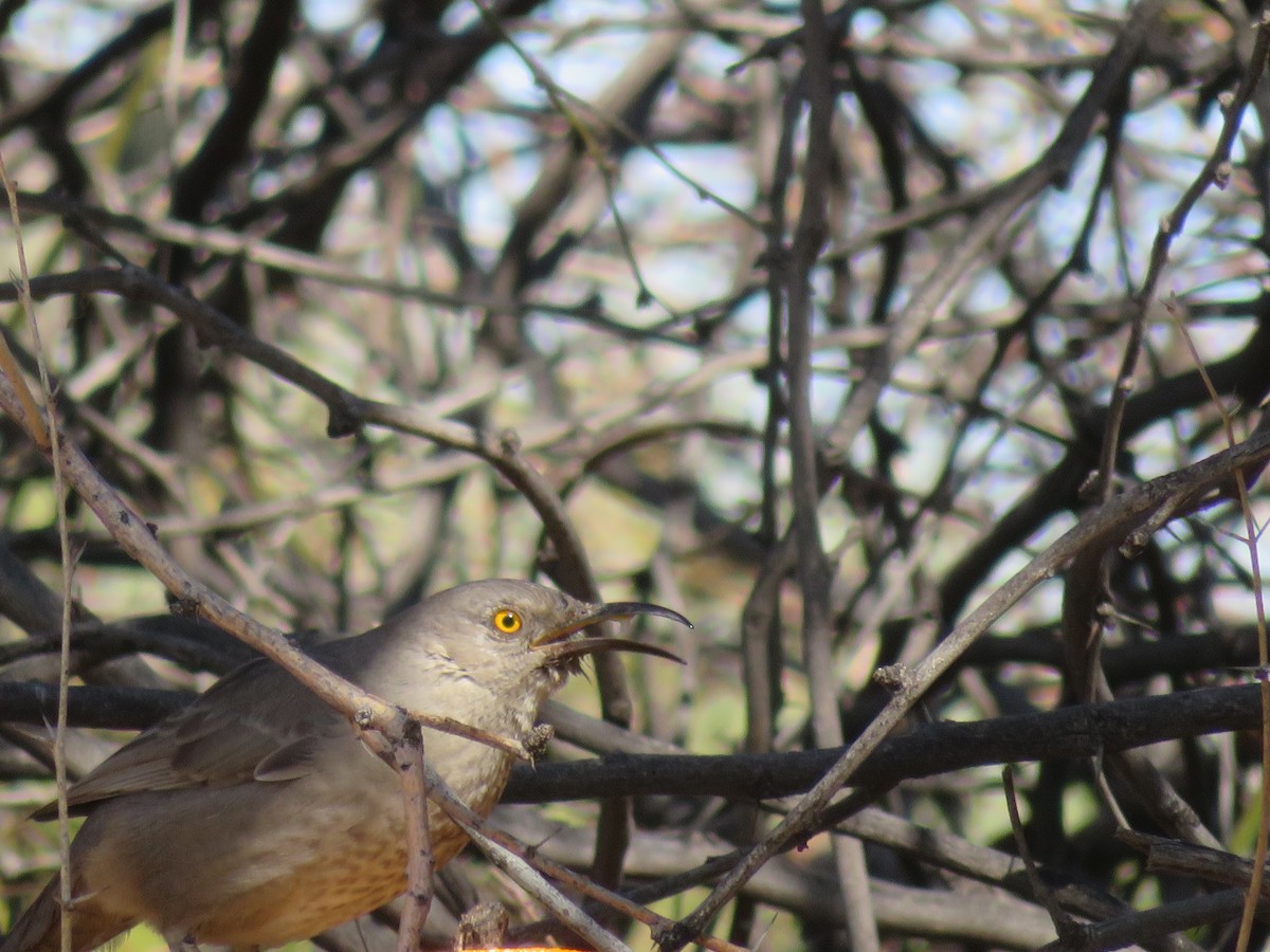 Curve-billed Thrasher - ML641541438