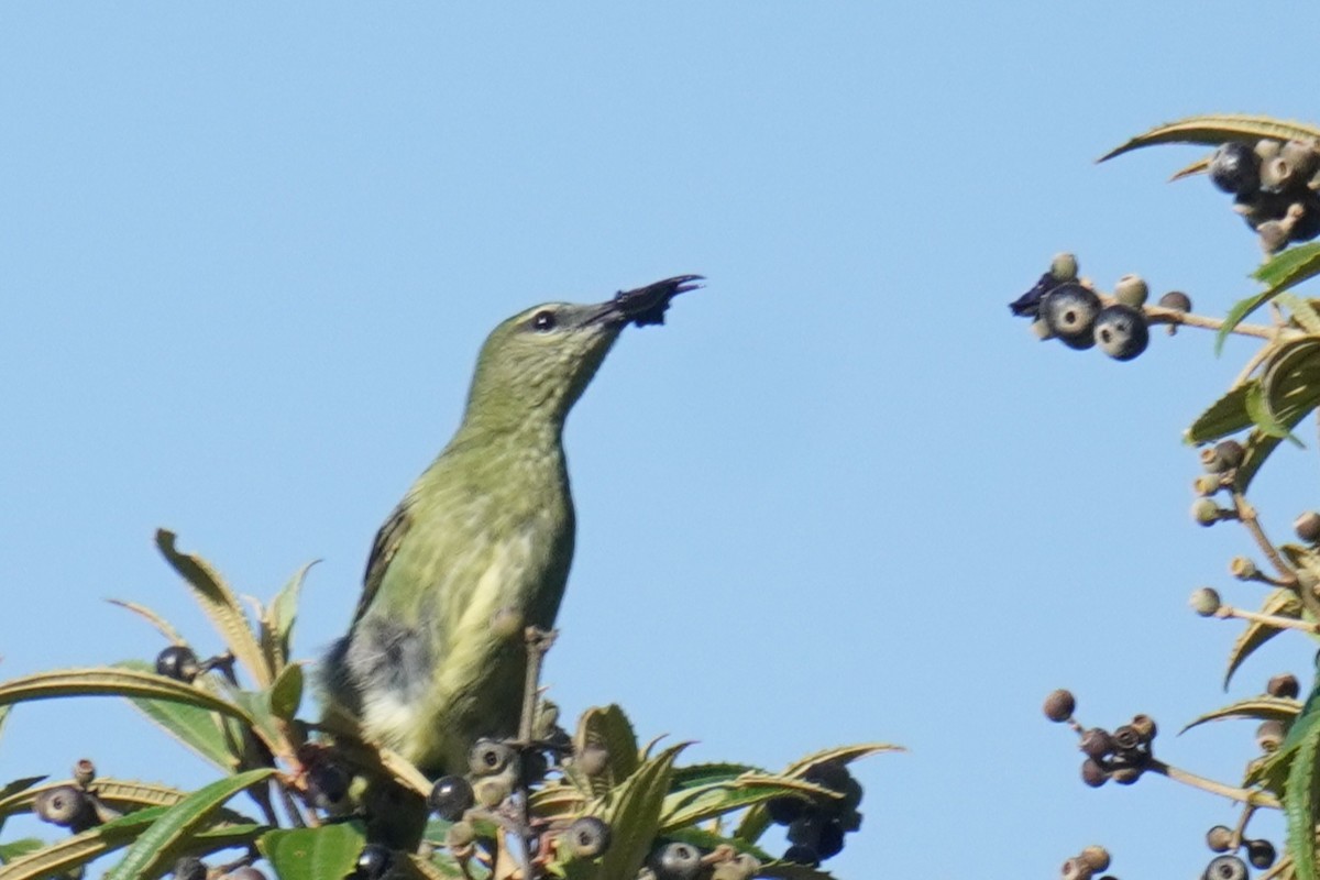 Red-legged Honeycreeper - ML641541449