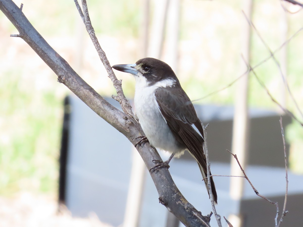 Gray Butcherbird - ML641541464