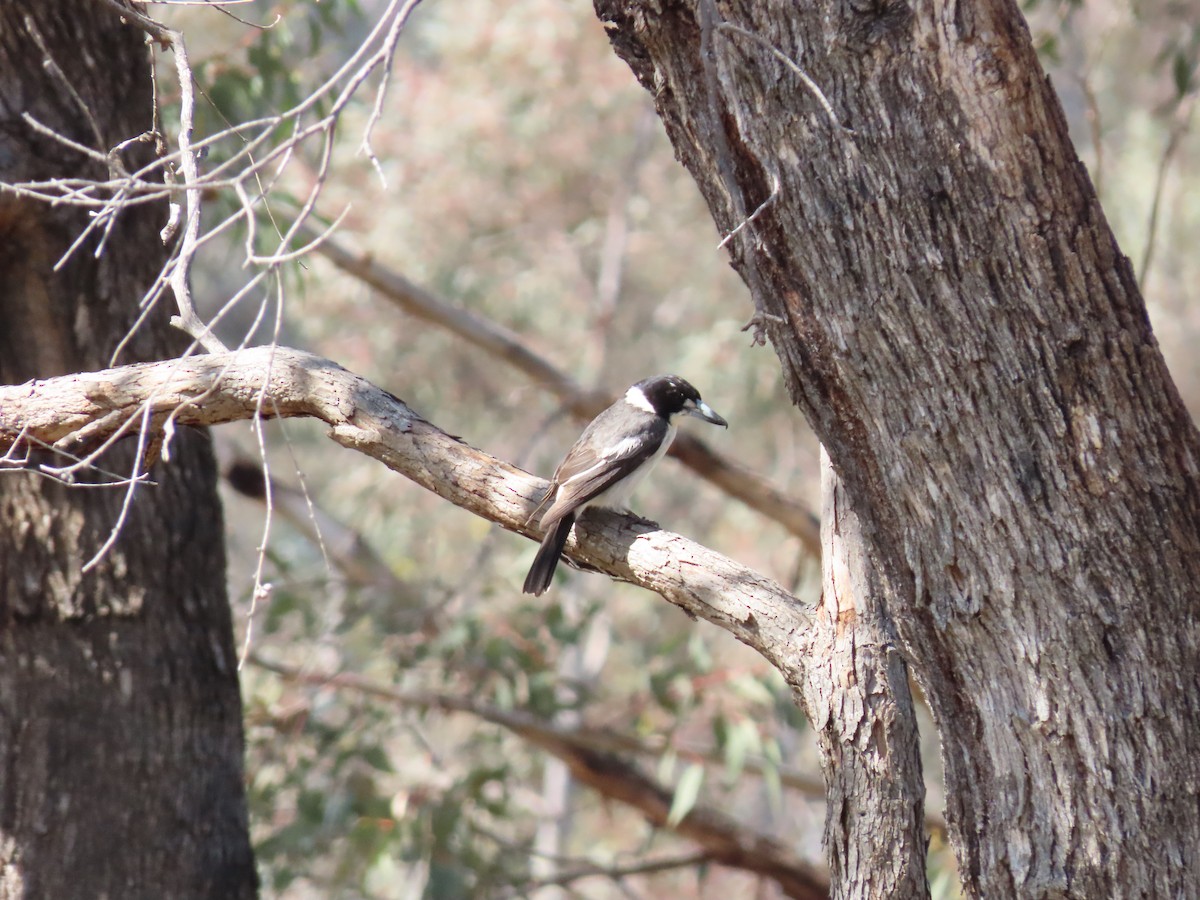 Gray Butcherbird - ML641541465
