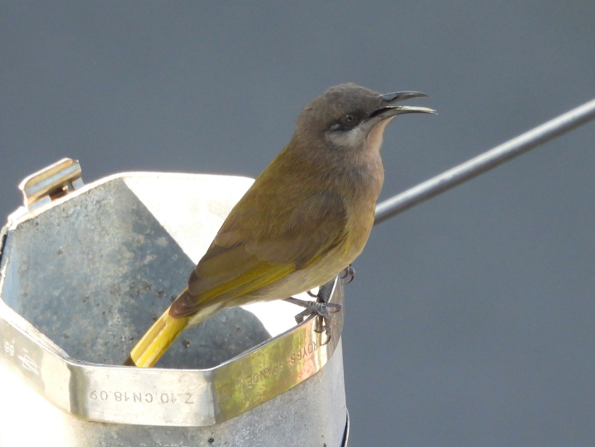 Dark-brown Honeyeater - ML641541487