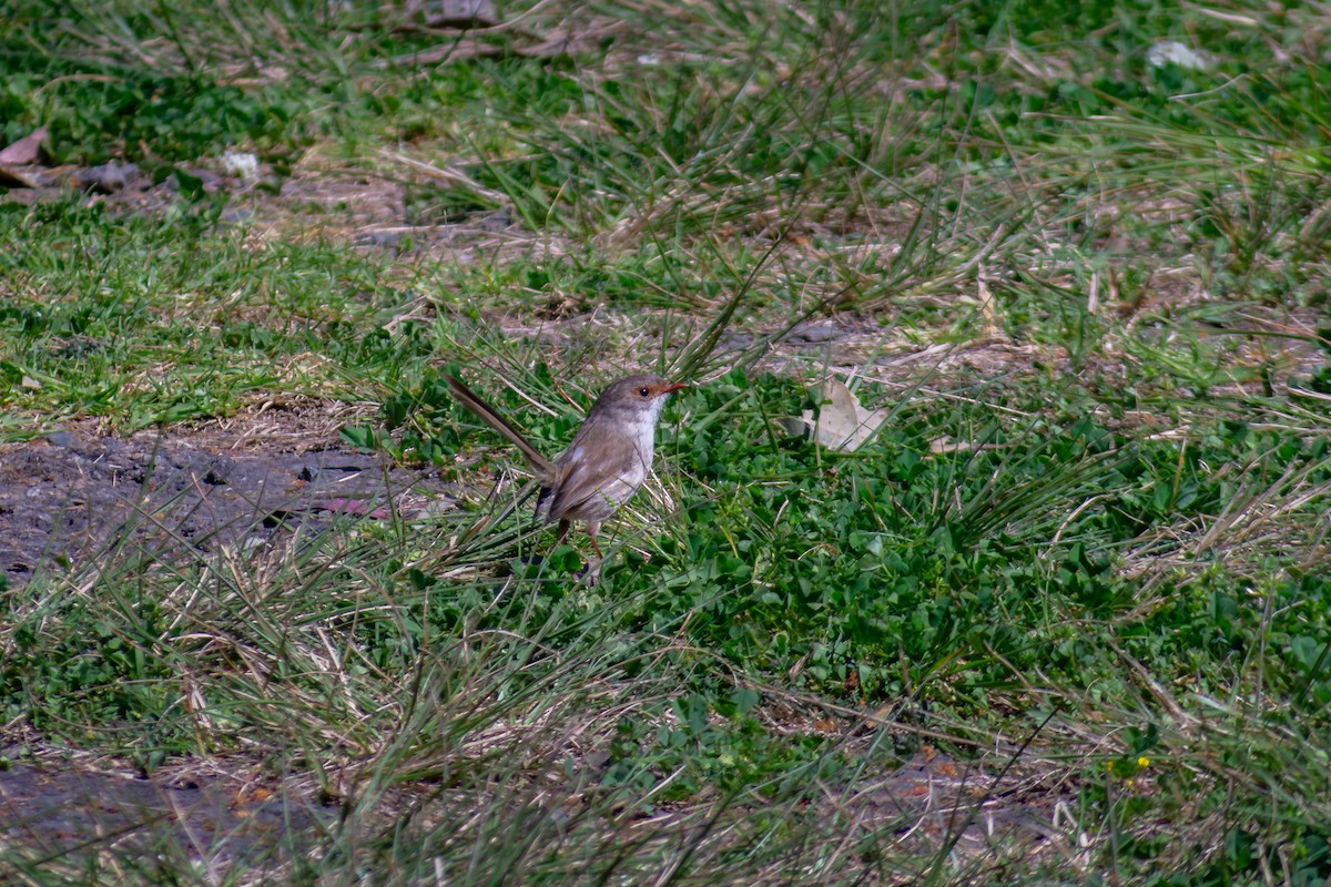 modropláštník nádherný - ML641541503
