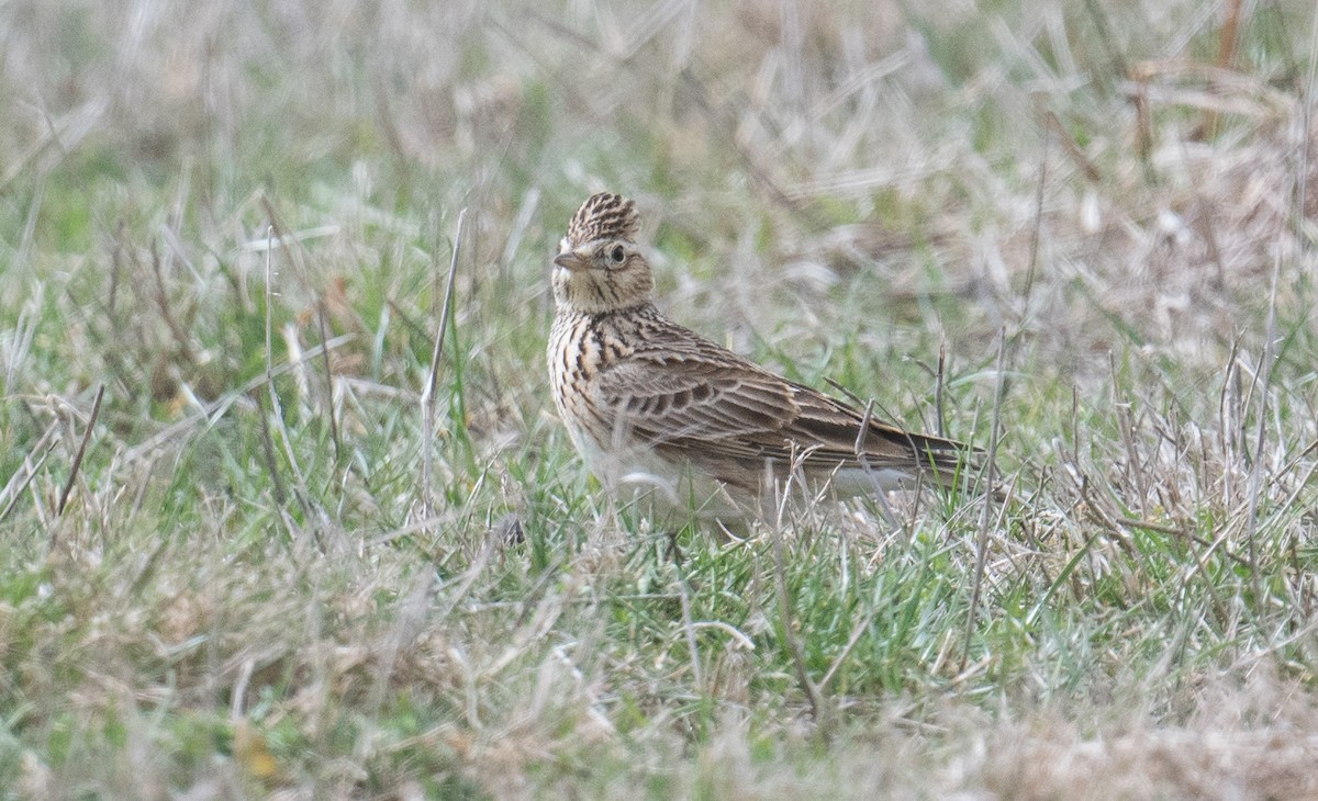 Eurasian Skylark - ML641541510
