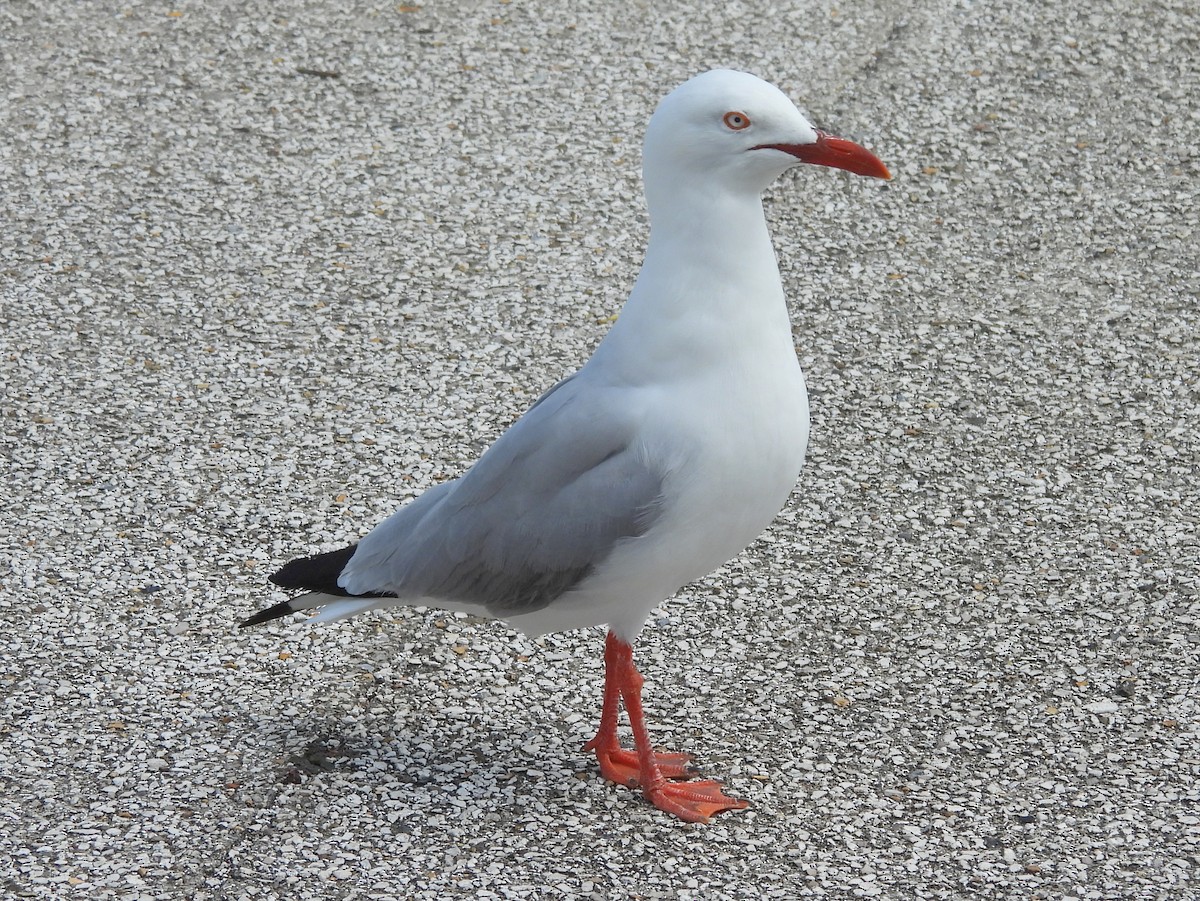 Mouette argentée - ML641541534