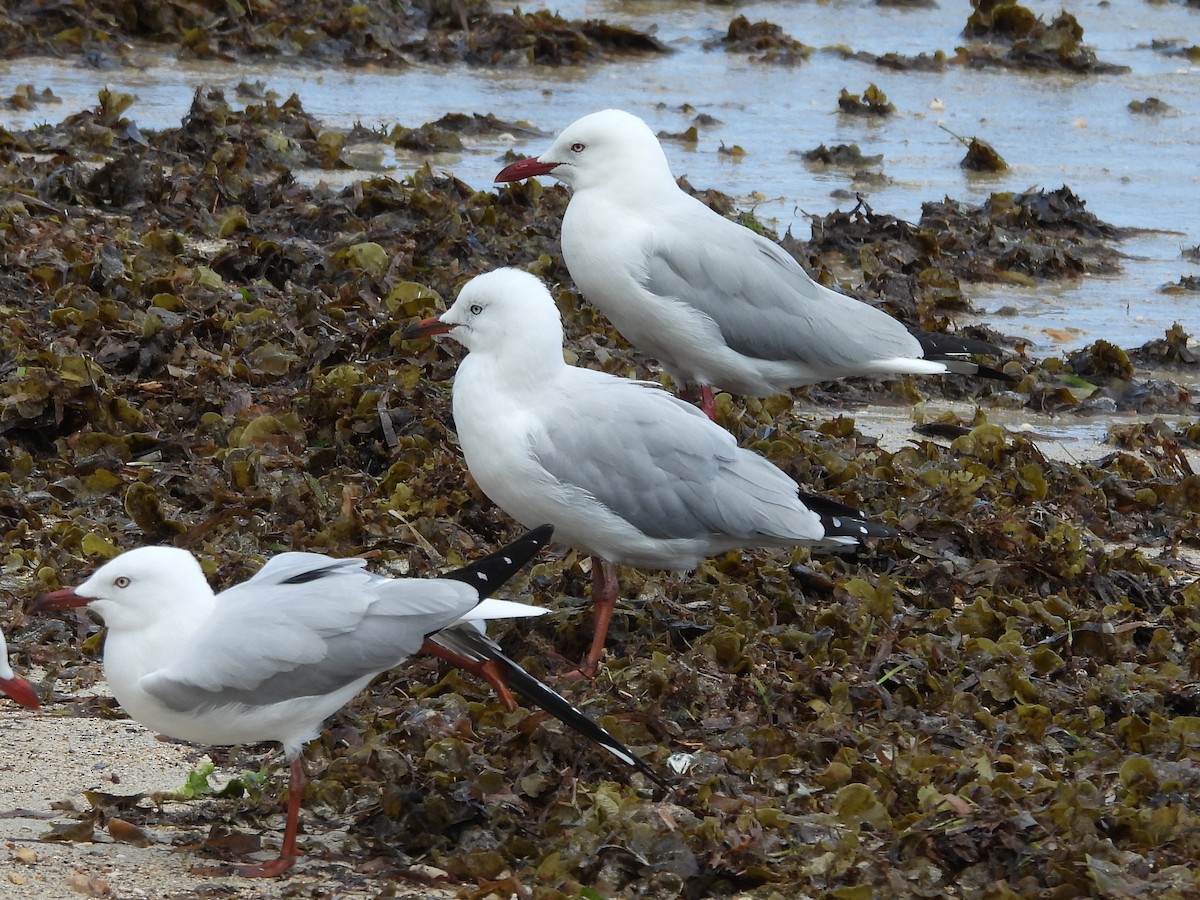 Mouette argentée - ML641541535
