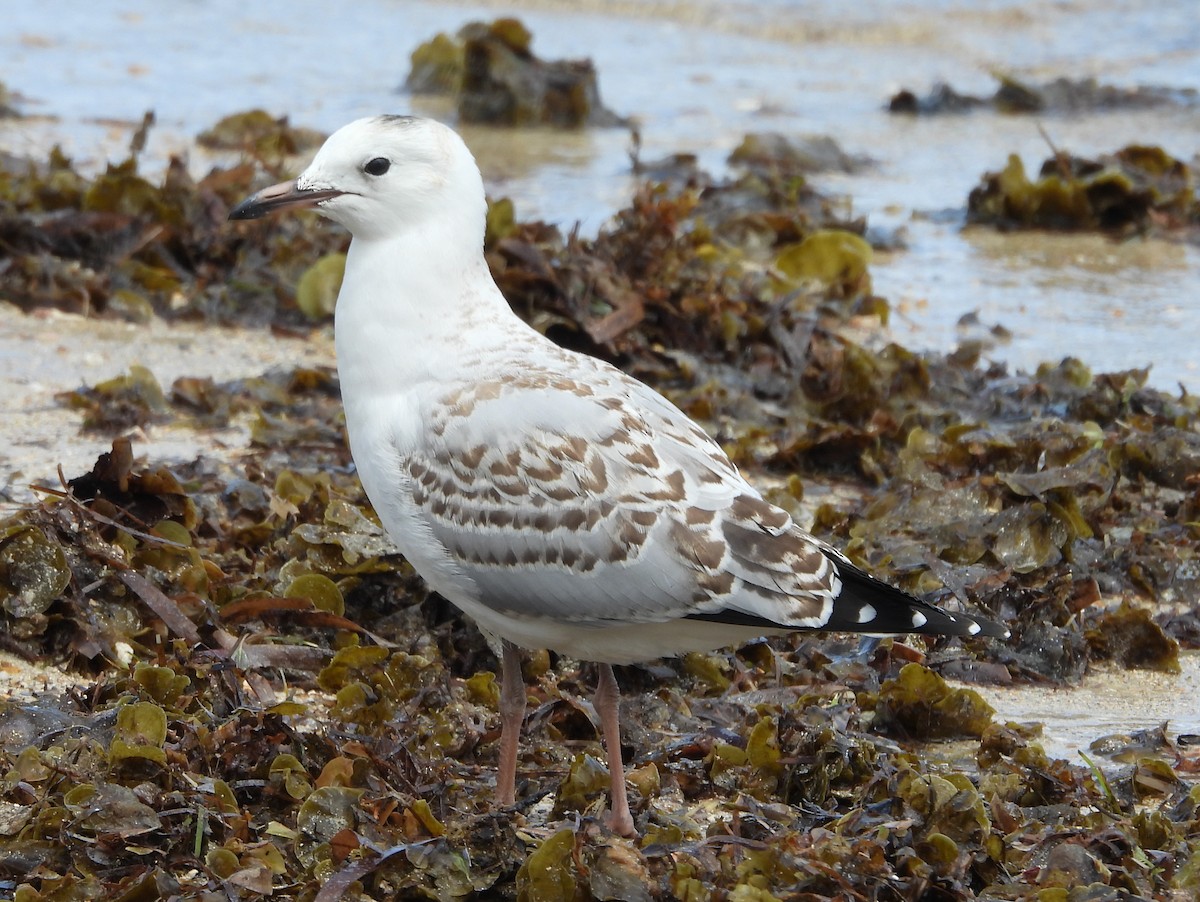 Mouette argentée - ML641541536