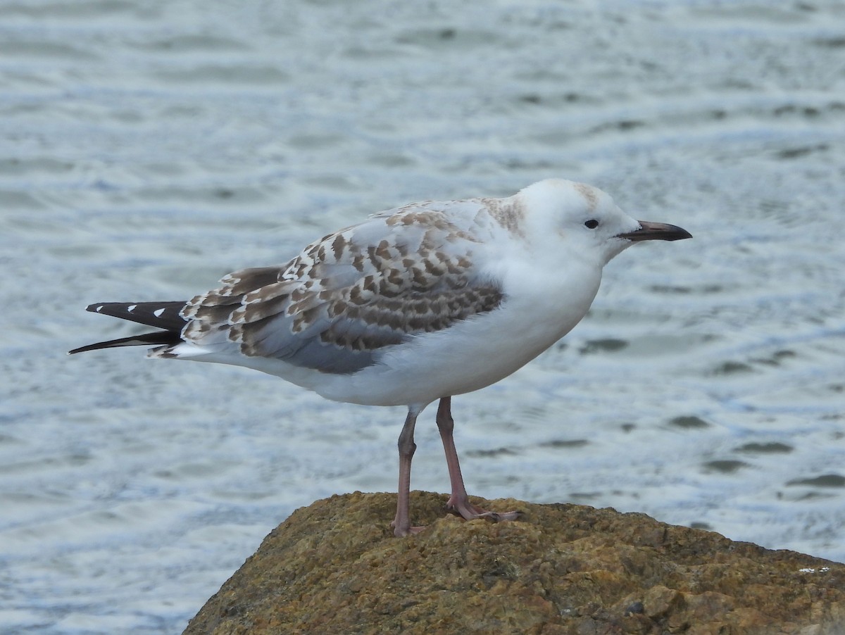 Mouette argentée - ML641541537