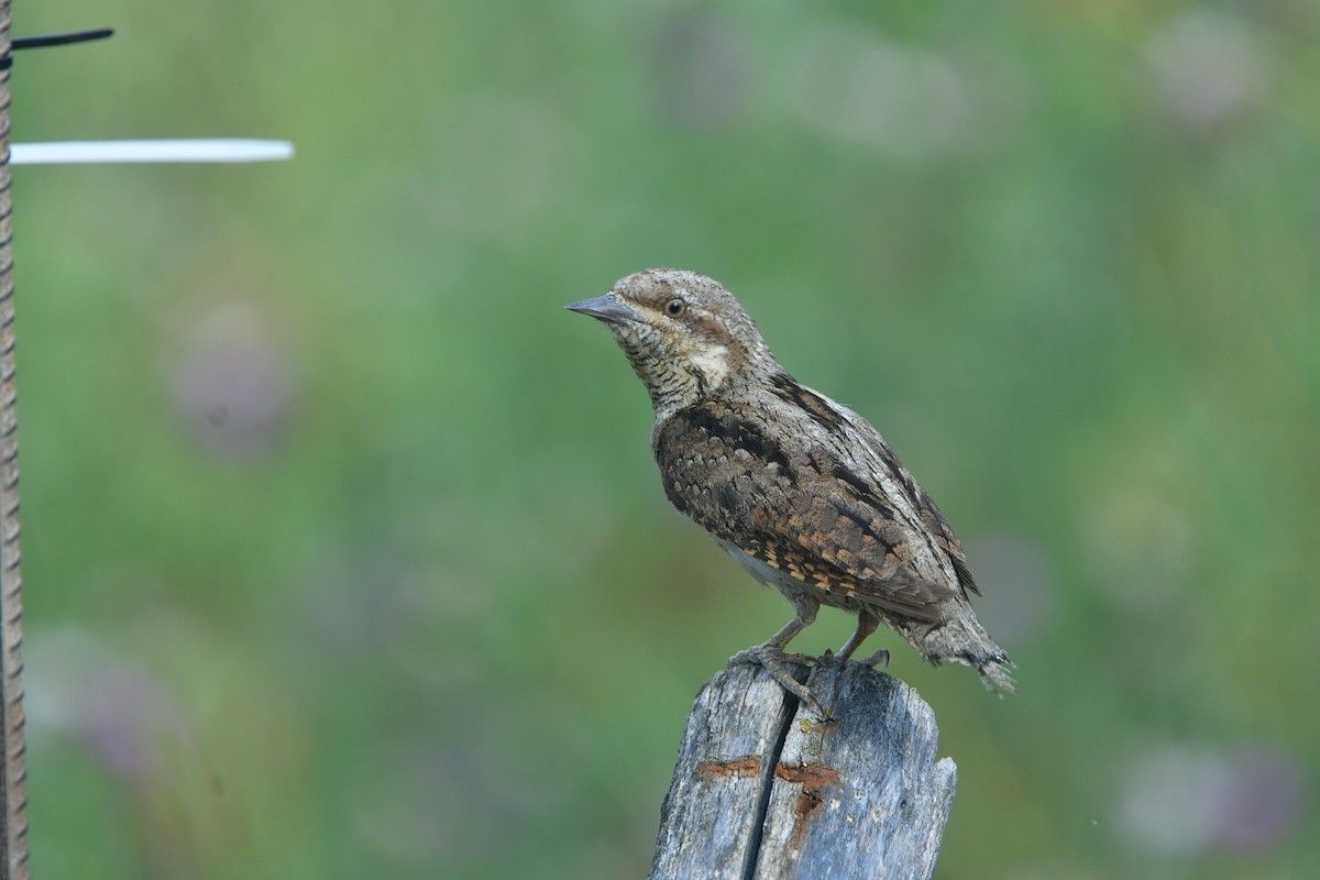Eurasian Wryneck - ML641541540