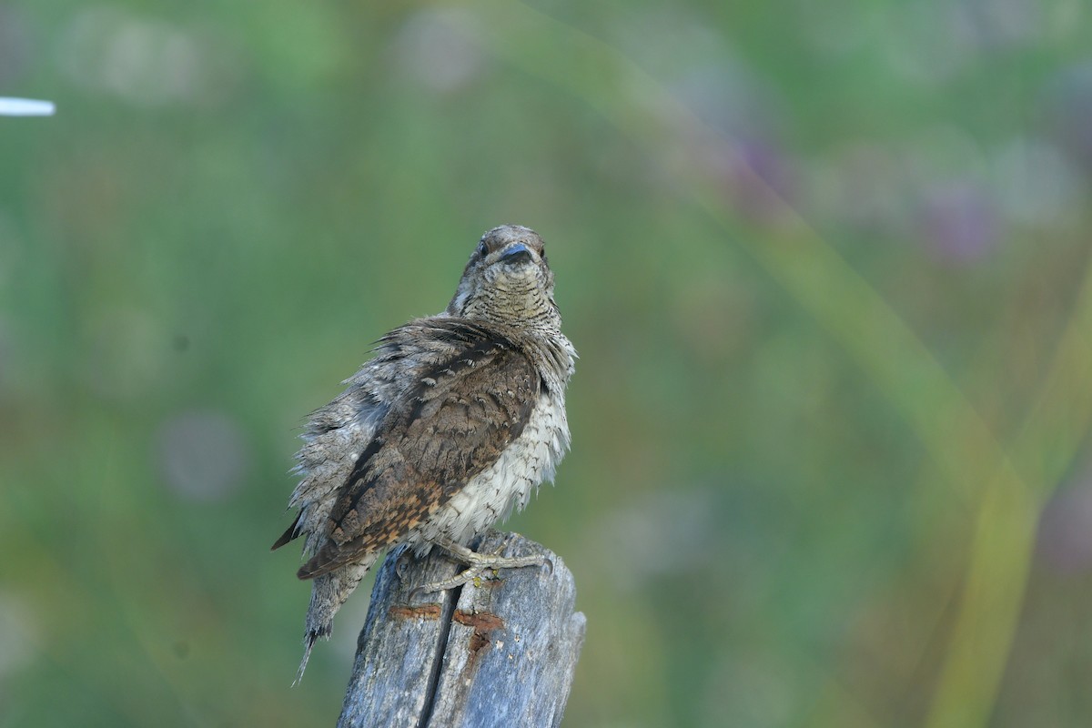 Eurasian Wryneck - ML641541541