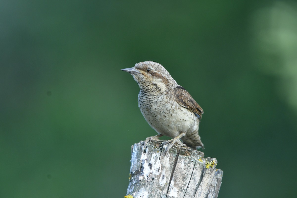 Eurasian Wryneck - ML641541542