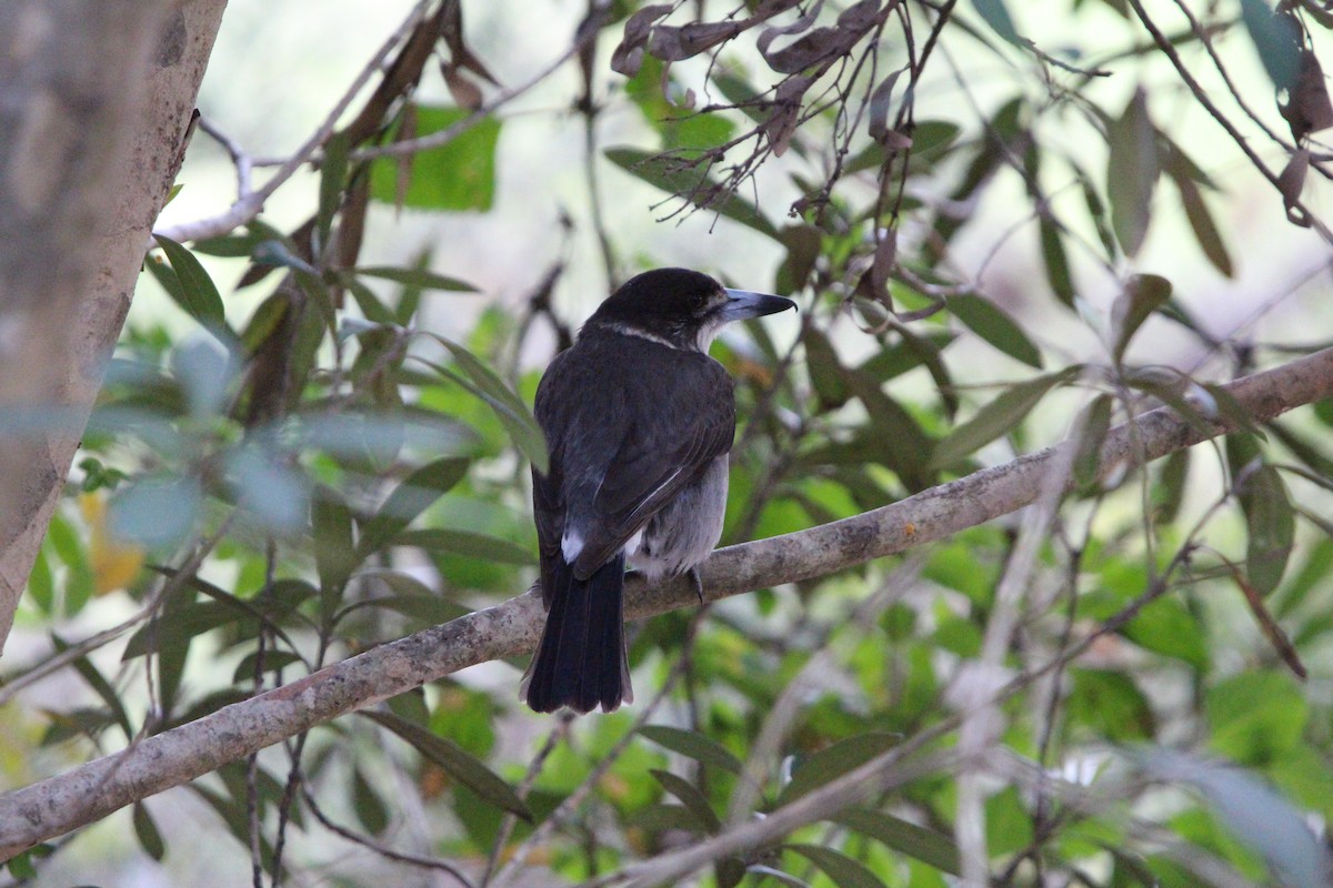 Gray Butcherbird - ML641541545