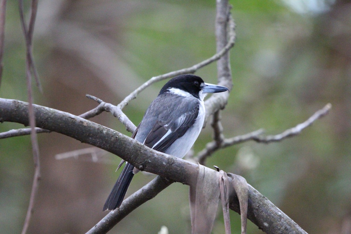 Gray Butcherbird - ML641541556