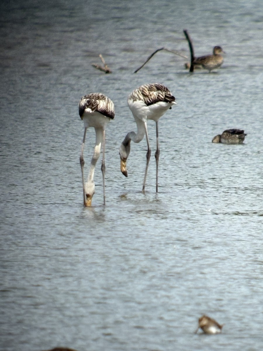 Greater Flamingo - ML641541567