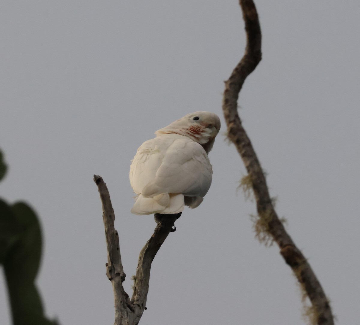 Tanimbar Corella - ML641541588