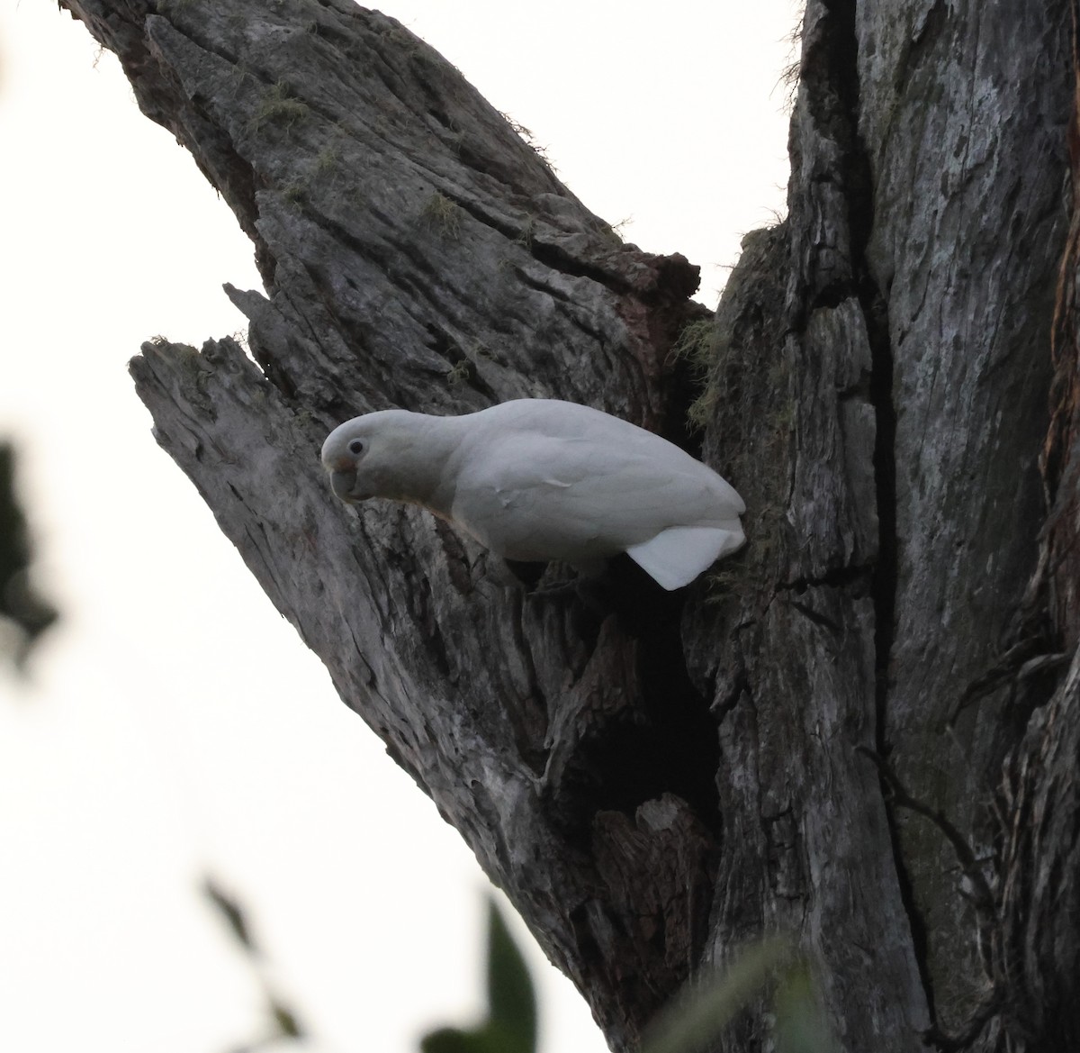 Tanimbar Corella - ML641541589