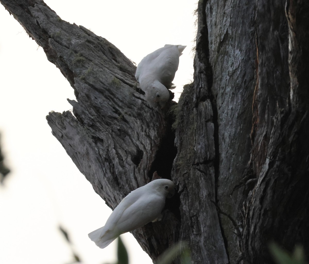 Tanimbar Corella - ML641541590