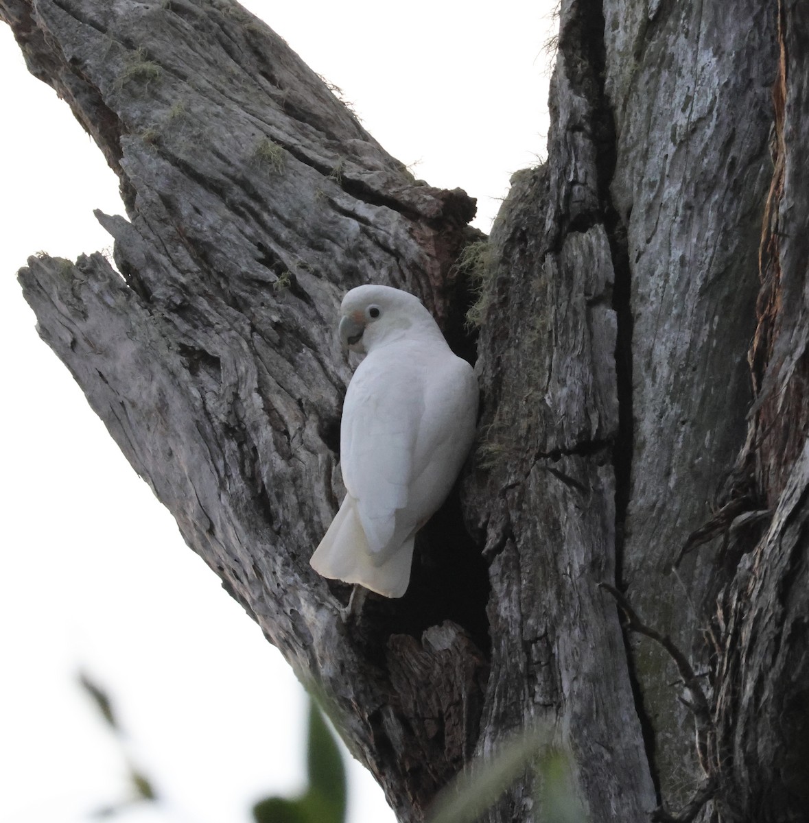 Tanimbar Corella - ML641541591