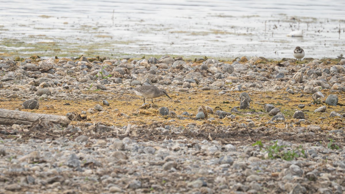 jespák rezavý - ML641541604