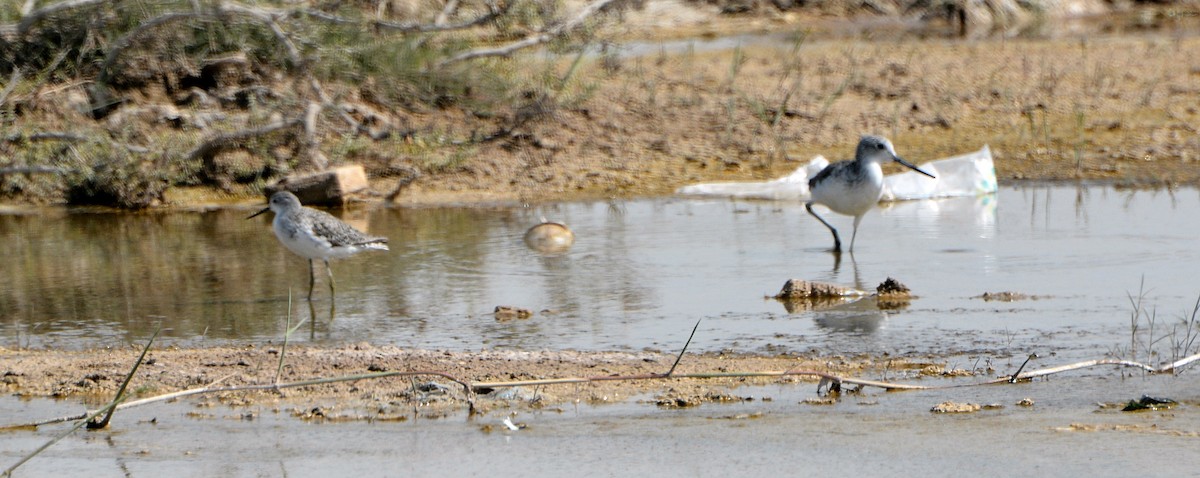 Marsh Sandpiper - ML641541620