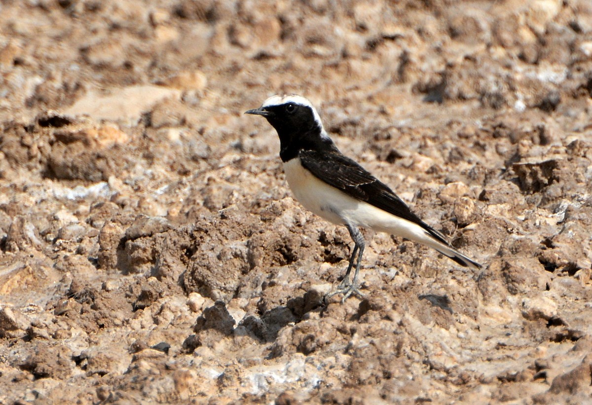 Collalba Pía - ML641541679