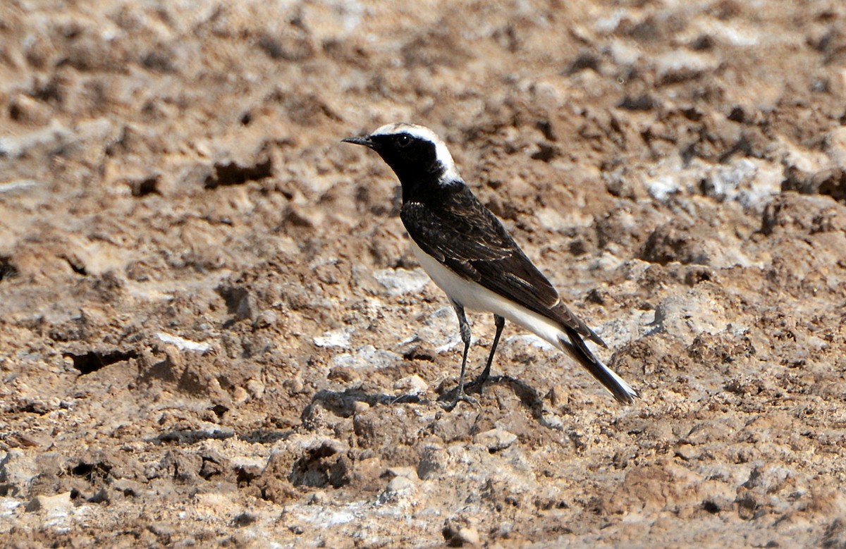 Collalba Pía - ML641541680