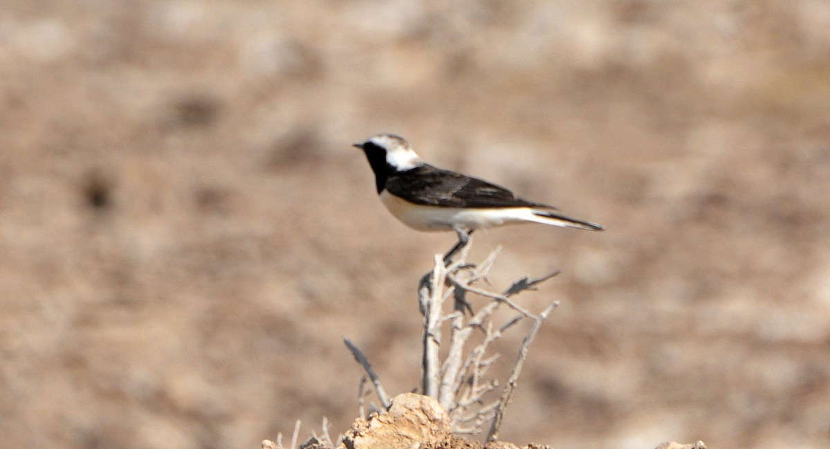 Collalba Pía - ML641541681