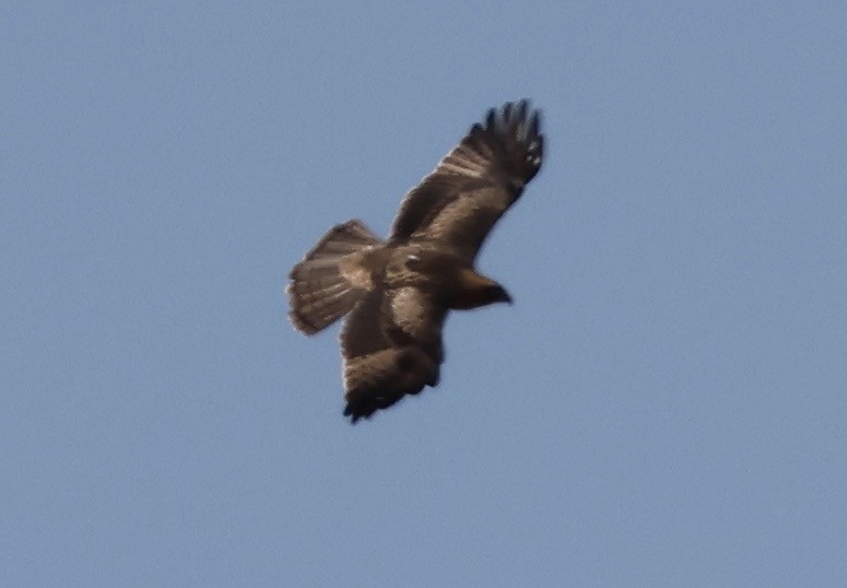 Little Eagle - ML641541710