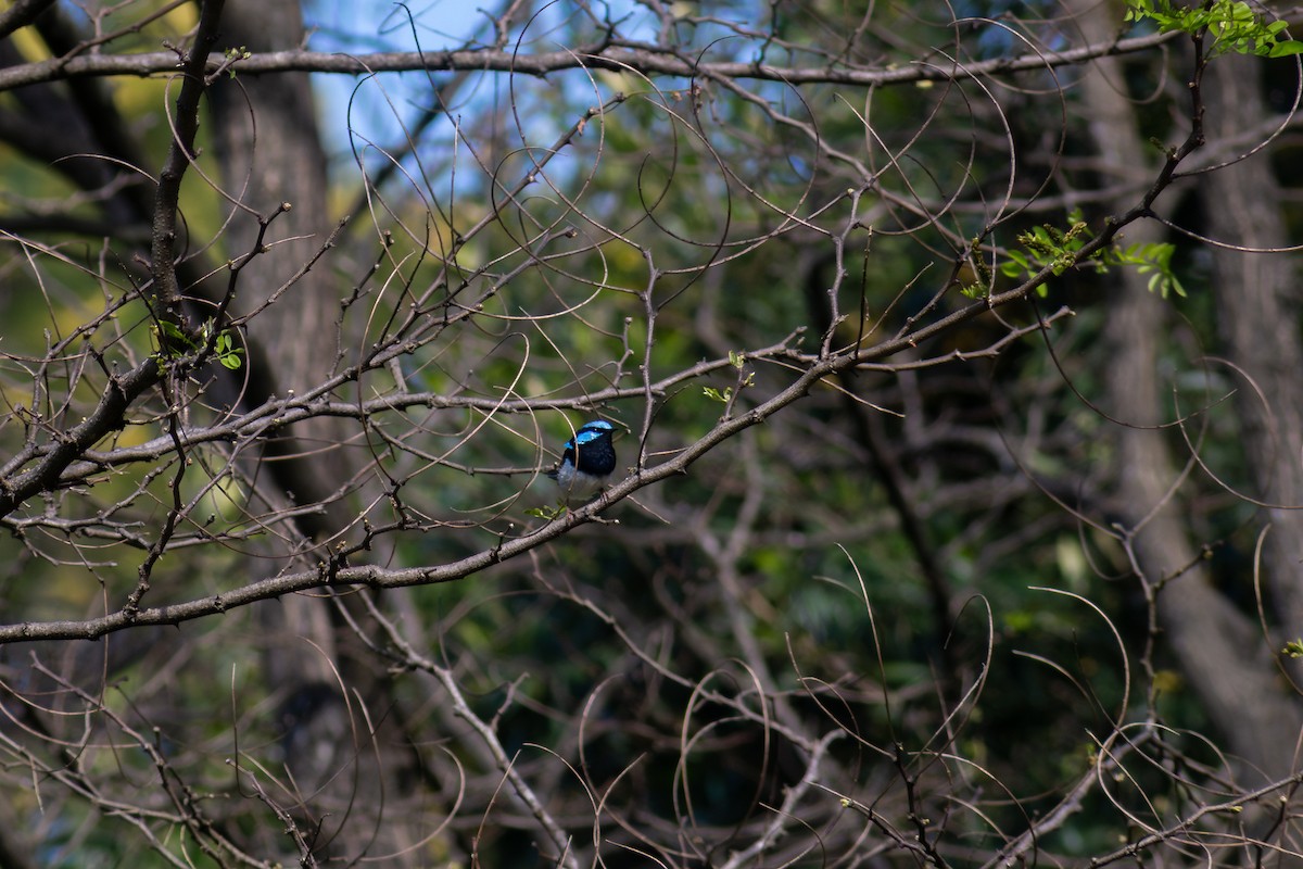 modropláštník nádherný - ML641541718