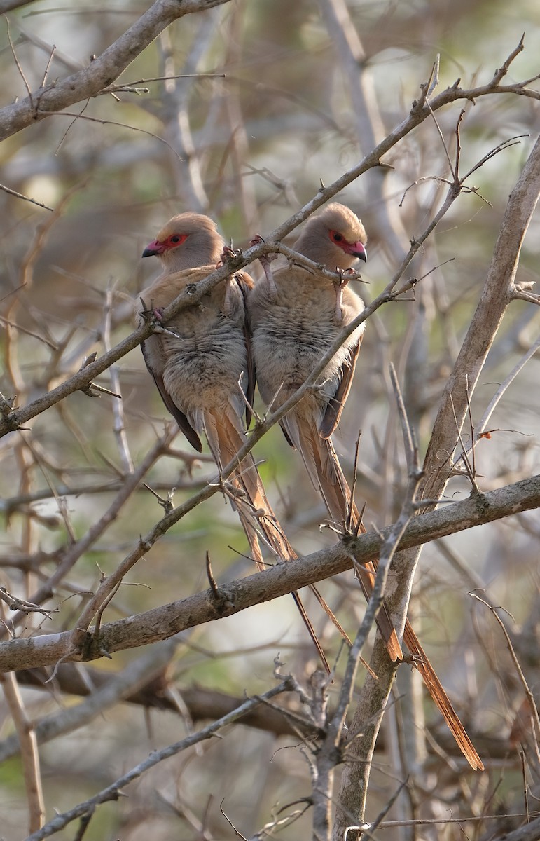 Red-faced Mousebird - ML641541727