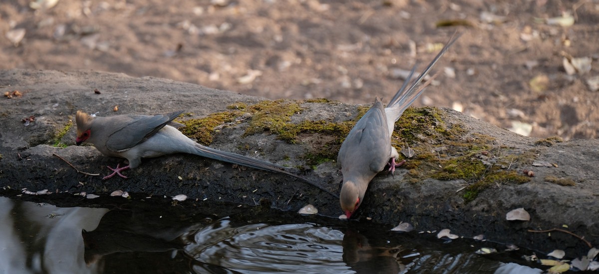 Red-faced Mousebird - ML641541728