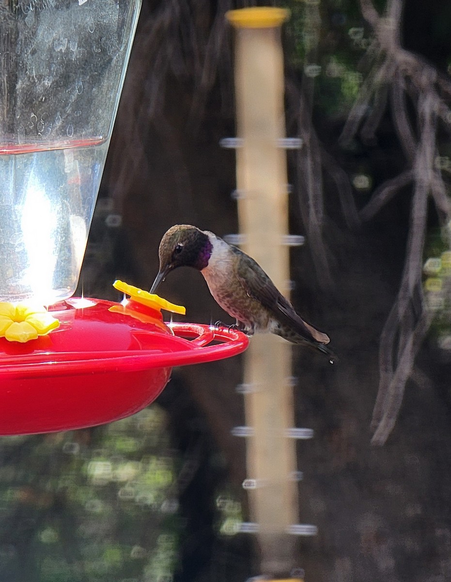 Black-chinned Hummingbird - ML641541730