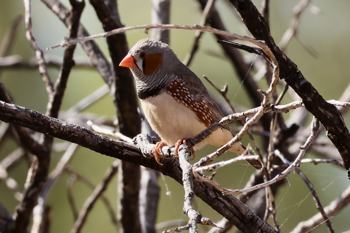 Zebra Finch - ML641541738