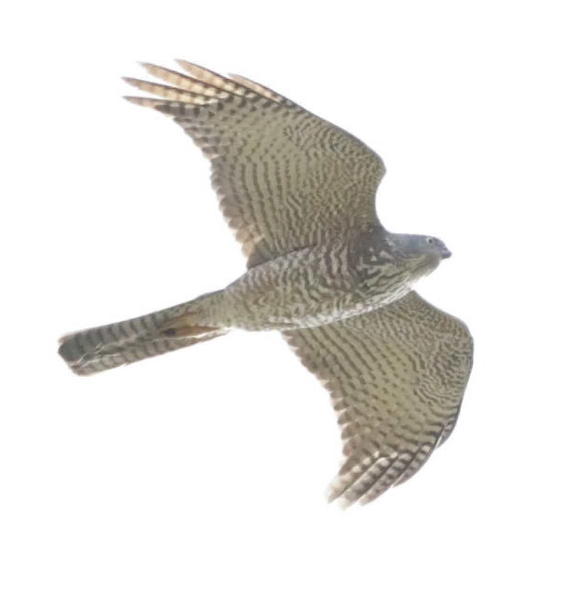 Collared Sparrowhawk - ML641541761