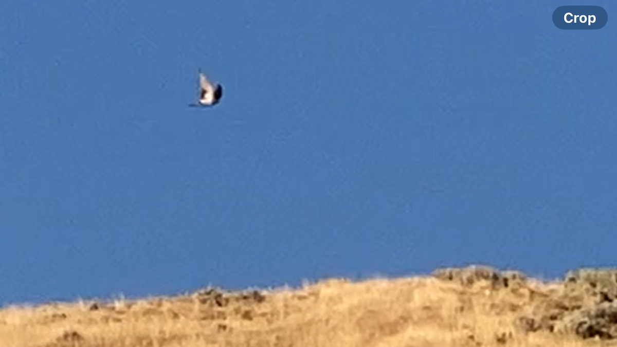 Black-billed Magpie - ML641541785