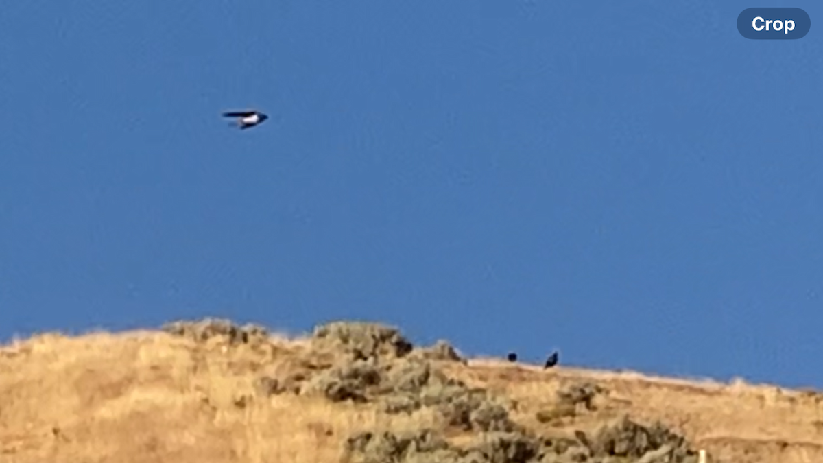 Black-billed Magpie - ML641541786