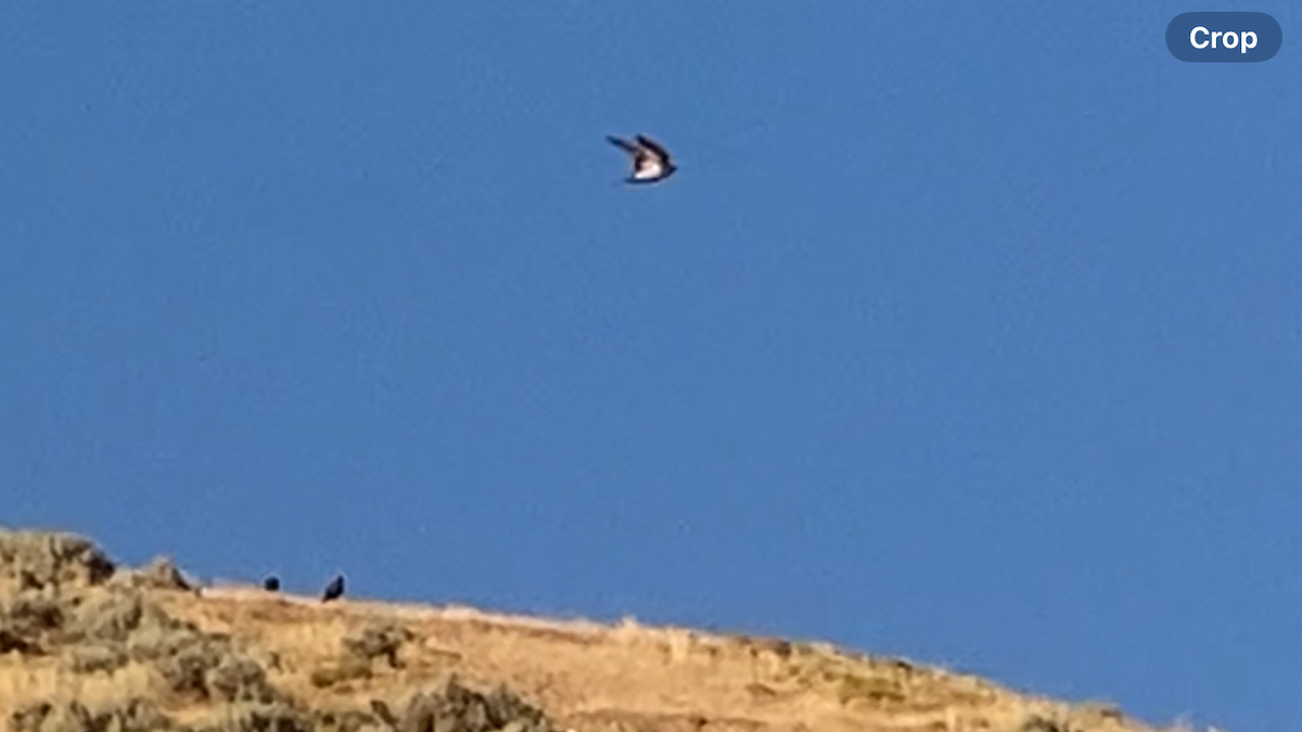 Black-billed Magpie - ML641541787