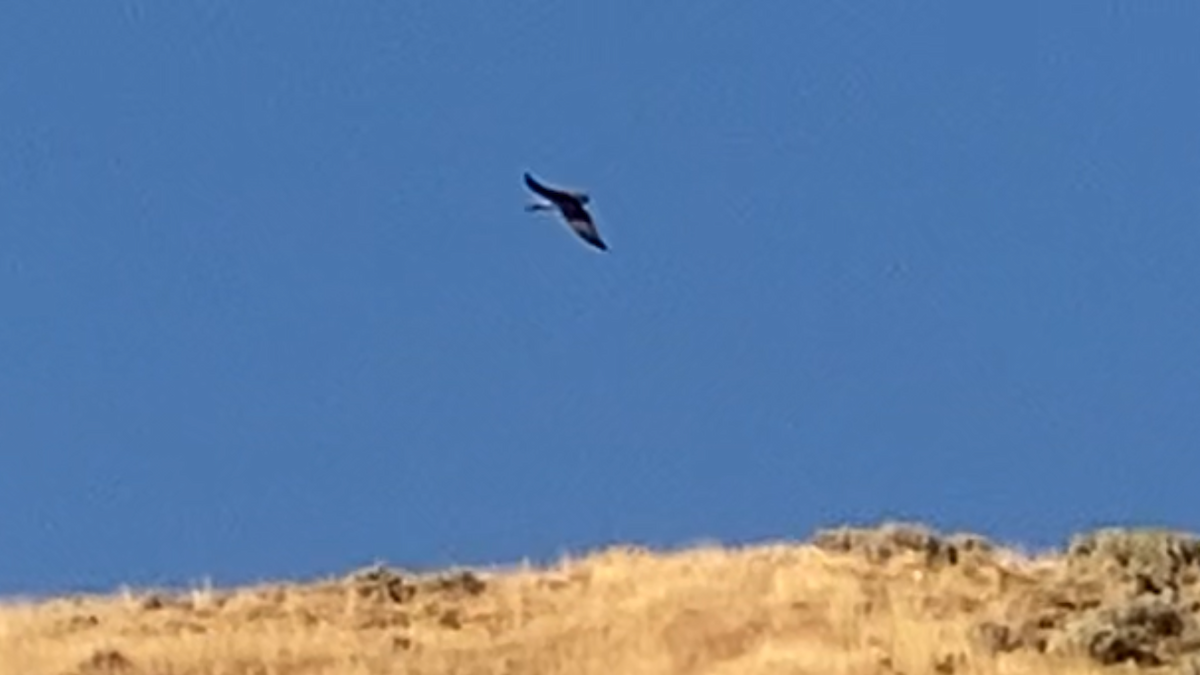 Black-billed Magpie - ML641541788